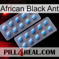 African Black Ant viagra4